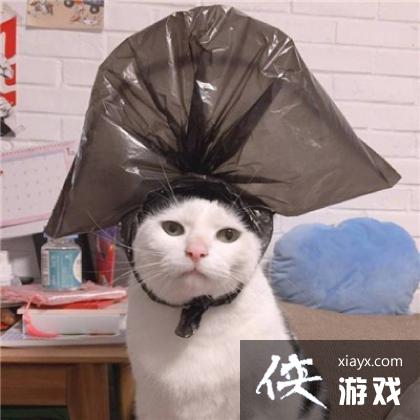 猫咪情侣头像一左一右可爱萌