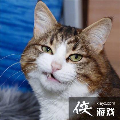 猫情侣头像一左一右