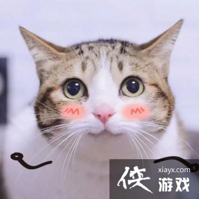 可爱猫咪头像