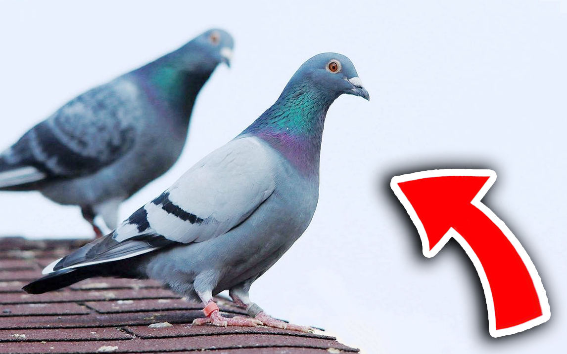 �� �� �� ��