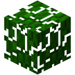 �ҵ�������Ҷ��ôŪ �ҵ�������Ҷ��ʲô��