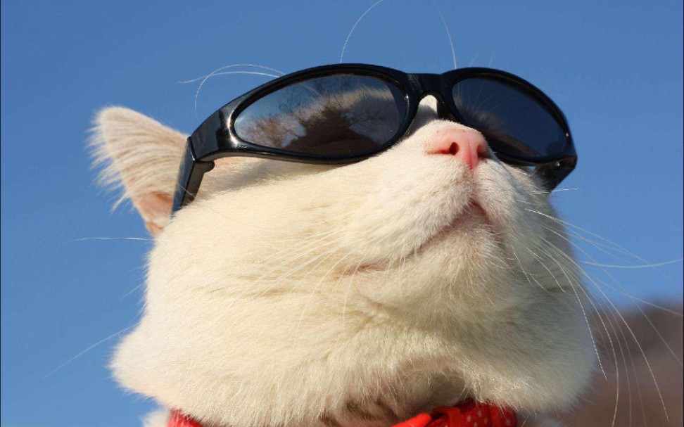 �������磨����650��ʾ�߻��ʲ����٣���è�����棩