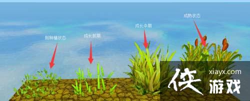 ��������ʳ������Щ�� ��������ʳ����ô��ã�