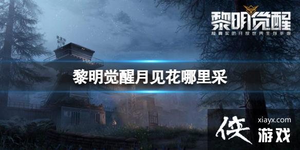 黎明觉醒月见花哪里采 黎明觉醒月见花哪里采