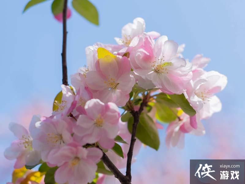 win11怎么体验背景加景深效果? Win11让 AI 给壁纸加上景深效果的技巧 win11怎么体验背景加景深效果? Win11让 AI 给壁纸加上景深效果的技巧