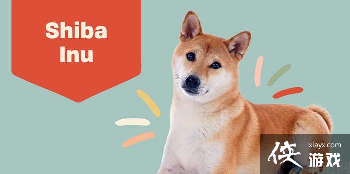 SHIB��Ȯ��ʲôʱ���Ͻ�������������Щ��������