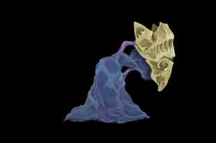 ��ɱ¾����������֮�ܼ��ܹ���