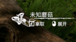 ����ɫ������ӫ��Ģ����ʲô��