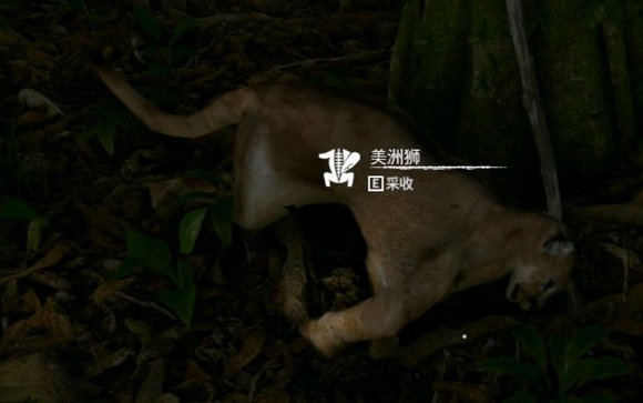 ����ɫ����������ʨ��ʲô��