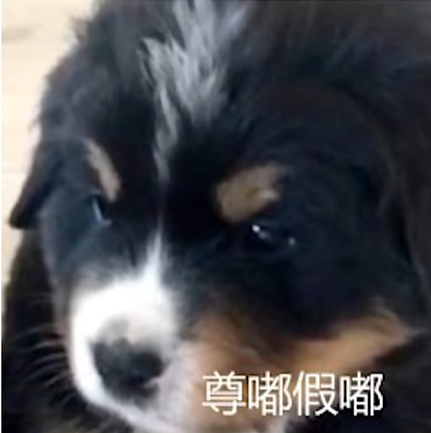 尊嘟假嘟是什么梗 尊嘟假嘟是什么梗