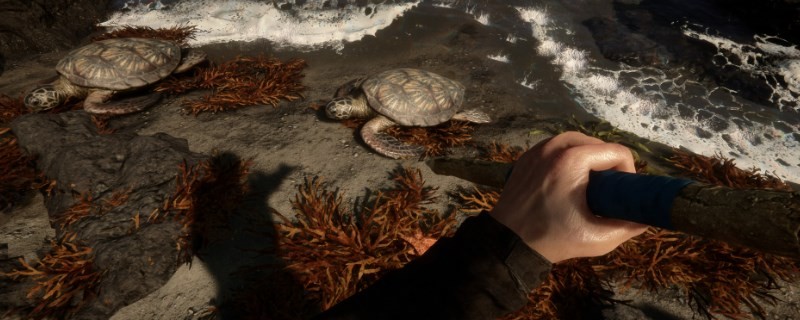 ��ɭ��֮�ӡ�Ұ�����ɴ������