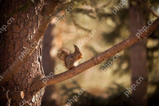 pnutͻ150½ƣĿ$ 1.7907