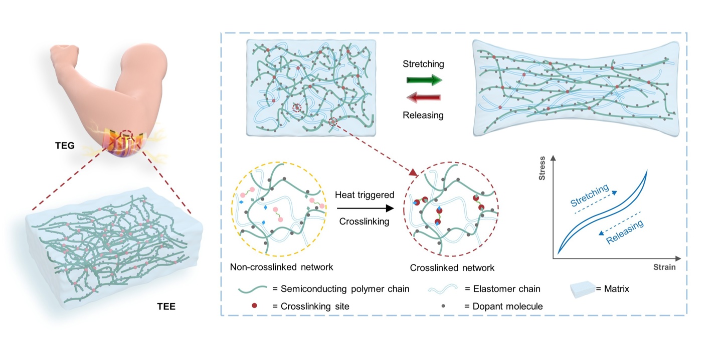 突破柔性能源材料难题:我国科学家研发出“热电橡胶”,有望用于可穿戴设备 突破柔性能源材料难题:我国科学家研发出“热电橡胶”,有望用于可穿戴设备