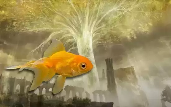 金鱼Tortellini离世:曾自动通关艾尔登法环 金鱼Tortellini离世:曾自动通关艾尔登法环