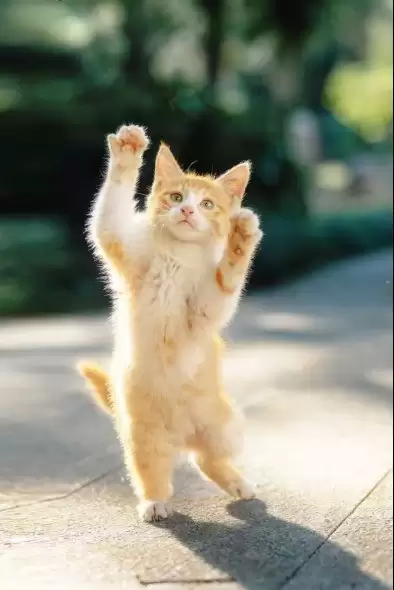 ɹ�����Ӱ���� �῵2025Ӱ�������Я�ذ�������Ļ