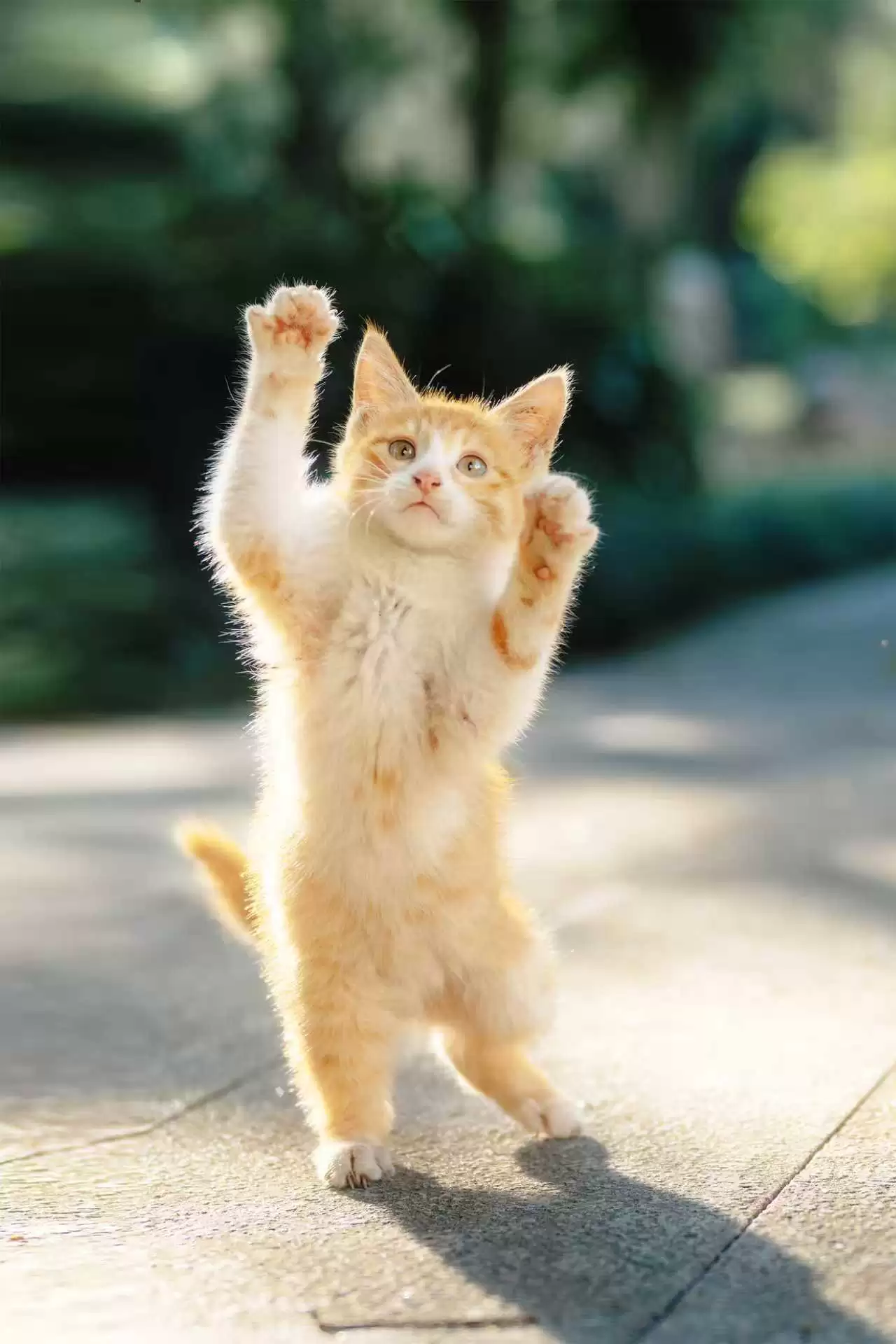 ɹ�����Ӱ�����῵2025Ӱ�������Я�ذ�������Ļ