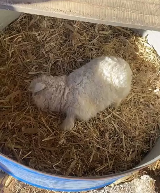 ����С��װ���ߺ���� ʮ����Ԫ�߼��Ѷ�������