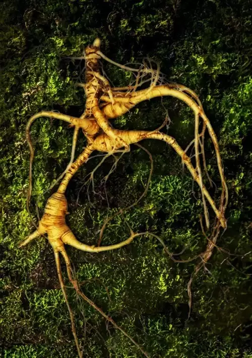 ��Դ�ص�Ұɽ�Σ���Ȼ���ײ���Դ 100 ʵ������ʡ������ʳƷ��¼