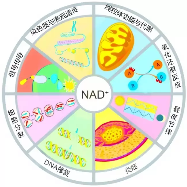 ûʱ��������п�Ժ��ѧ�ҽ��أ�ÿ�첹��NADH����˥Ч�������ܲ�