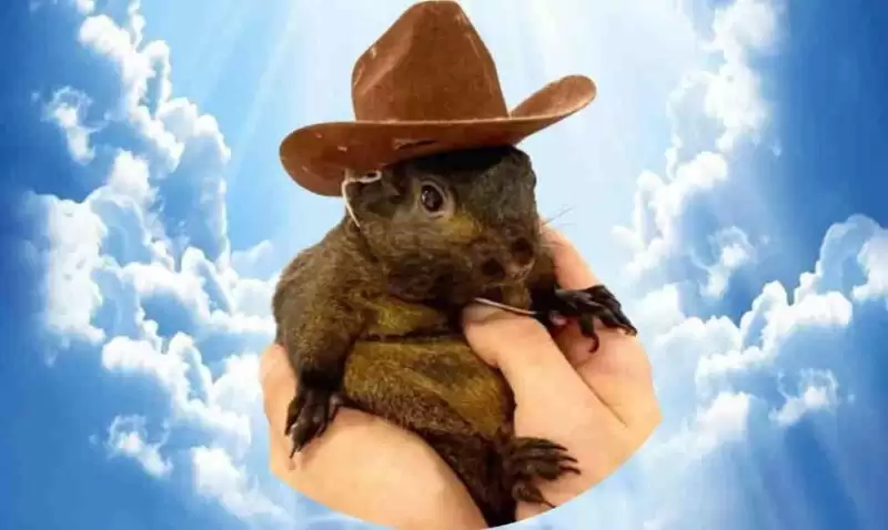 Solana���ϵı�����Щ��2026��Solana���ϵı��ִ��̵�