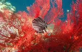 �캣�ĺ�ɫ�������������ɫ����-�����������ɫ����˺캣�ĺ�ɫ