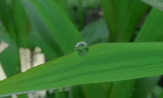 细节狂魔!《红色沙漠》一颗水珠都能完美反射环境 细节狂魔!《红色沙漠》一颗水珠都能完美反射环境