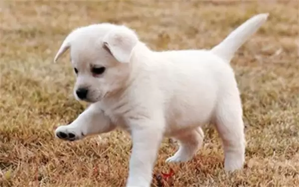 ����ׯ԰4��4�ս��մ�2026