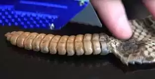 ��β�߸ճ���ʱβ���ܷ���������-��β������β���Ƿ�߱���������