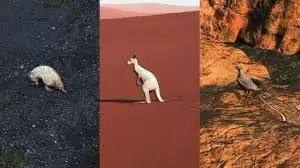 ������ǳ2��ôӪ��Ұ������-������ǳ2Ӫ��Ұ������Ĳ�������