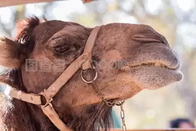 ǰ�������ͽ��춯��Χ����ʲô-ǰ�������Ͷ���Χ������ĺ���