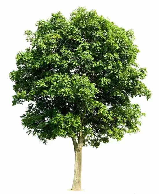 Premiere��ô����Ư���Ķ����ع�Ч��