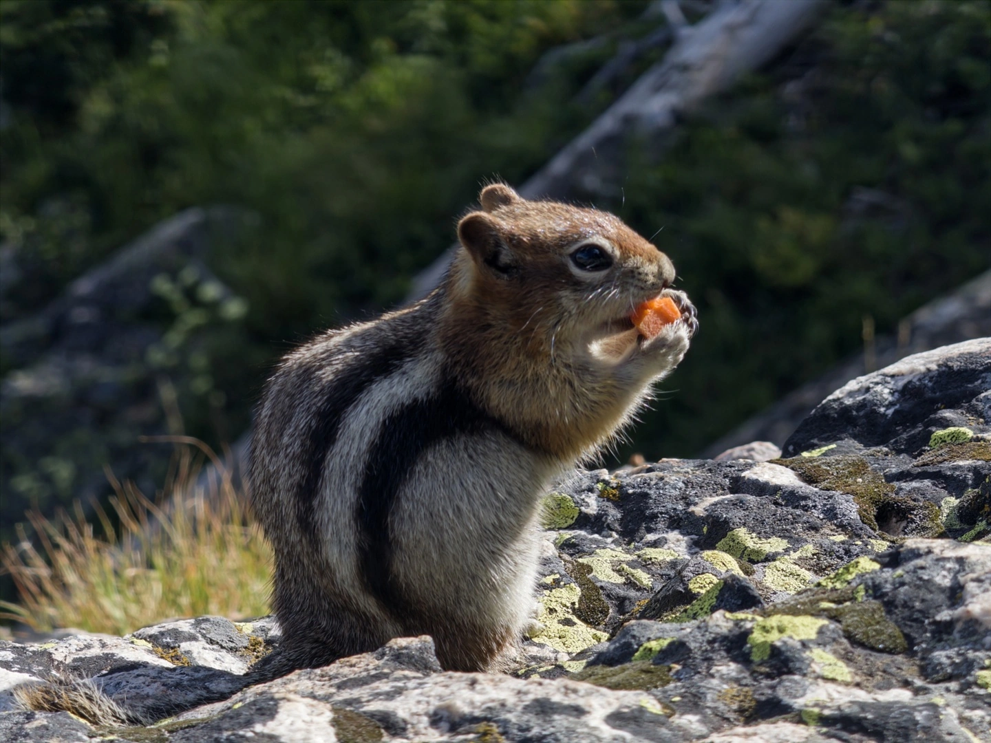 Adobe �Ƴ�רҵ�������ֻ����Ӧ�� Project Indigo��iOS �׷�������ṩ