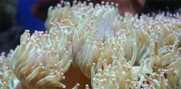 神奇海洋4月15日今日答案2026 神奇海洋4月15日今日答案2026