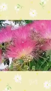 �ҵĻ�԰����ϻ������-�ҵĻ�԰����ϻ�����ô��