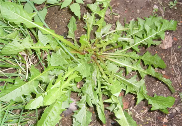 ����ׯ԰4��21�ս��մ�2026