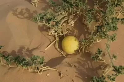 ��ɫɳĮ���ڳ�ʲôʳ���