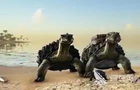 ���������������̼�군������ô��