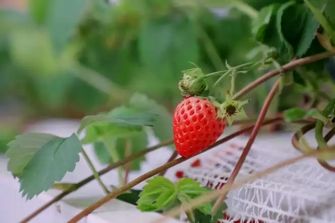 ������ܡ�ˮ����ֲ��AI���ء��������ѧ������ƽ��ݮֲ�﹤��ʹ��