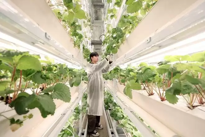 ������ܡ�ˮ����ֲ��AI���ء��������ѧ������ƽ��ݮֲ�﹤��ʹ��