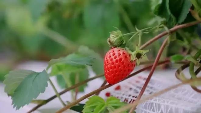 ������ܡ�ˮ����ֲ��AI���ء��������ѧ������ƽ��ݮֲ�﹤��ʹ��