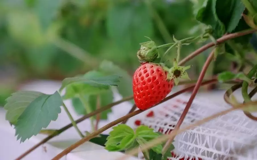 ������ܡ�ˮ����ֲ��AI���ء��������ѧ������ƽ��ݮֲ�﹤��ʹ��