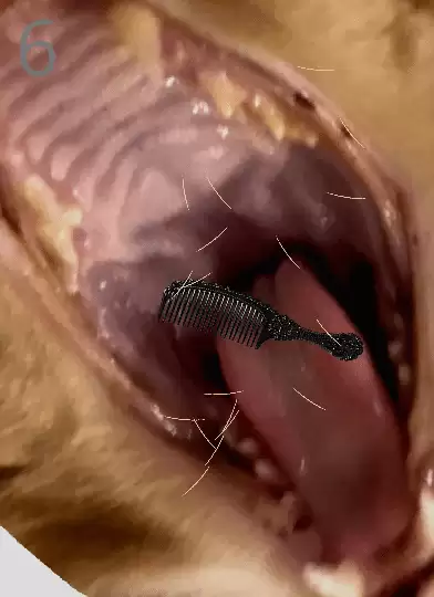 ��è��ë��Ϸ���ˣ��Ѷȳ��� ʧ����������