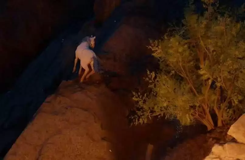 ����ɫɳĮ������ѱ��ʦ�ɾ���������