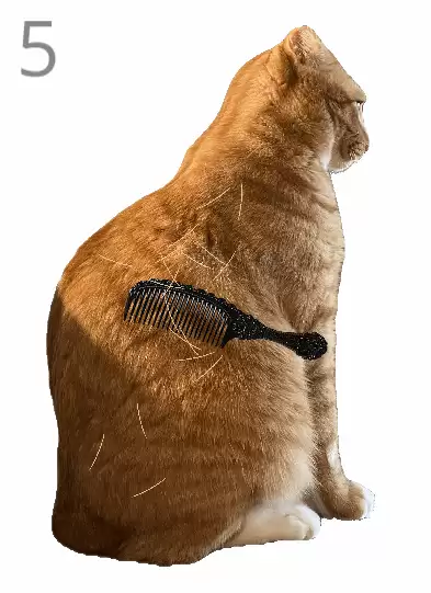 ��è��ë��Ϸ���ˣ��Ѷȳ��� ʧ����������