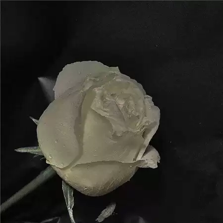 Ů���˸а���������ȫ(��ѡ100��)