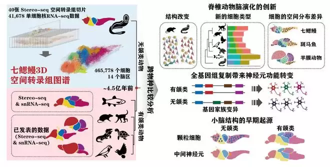 七鳃鳗全脑图谱揭秘脊椎动物脑演化 七鳃鳗全脑图谱揭秘脊椎动物脑演化