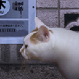 ����è֮����̷ 1.0