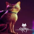 ʧstray 2.93