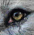 Wolf Online 2 1.0.6