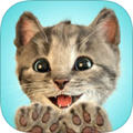 Little Kitten׿